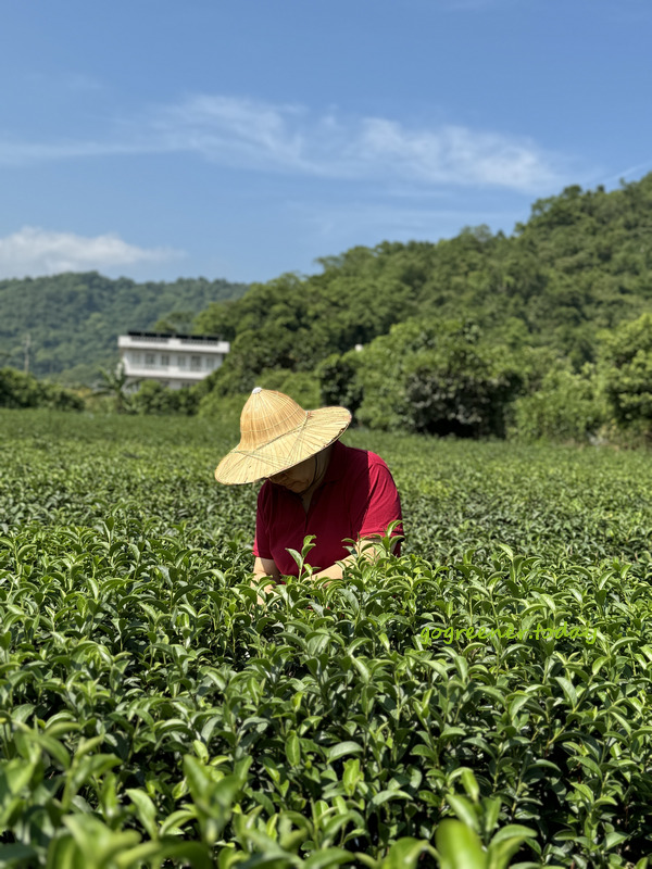 宜蘭冬山找茶小旅行_灶的多元宇宙_正福茶園