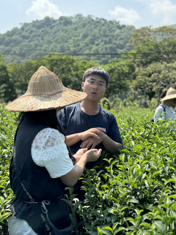 宜蘭冬山找茶小旅行_灶的多元宇宙_正福茶園採茶體驗 宜蘭冬山找茶小旅行_灶的多元宇宙_正福茶園採茶體驗