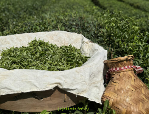 宜蘭｜結合冬山茶園與地方產業的小旅行－灶的多元宇宙（上）