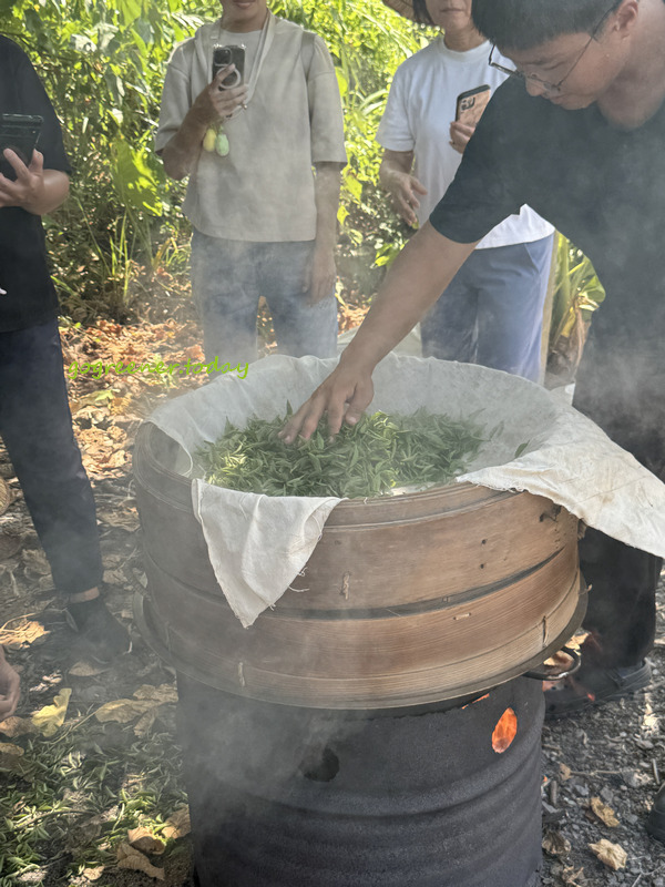 宜蘭冬山找茶小旅行_灶的多元宇宙_正福茶園有機與自然農法_蒸青 宜蘭冬山找茶小旅行_灶的多元宇宙_正福茶園有機與自然農法_蒸青