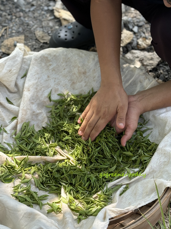 宜蘭冬山找茶小旅行_灶的多元宇宙_正福茶園有機與自然農法_揉茶 宜蘭冬山找茶小旅行_灶的多元宇宙_正福茶園有機與自然農法_揉茶