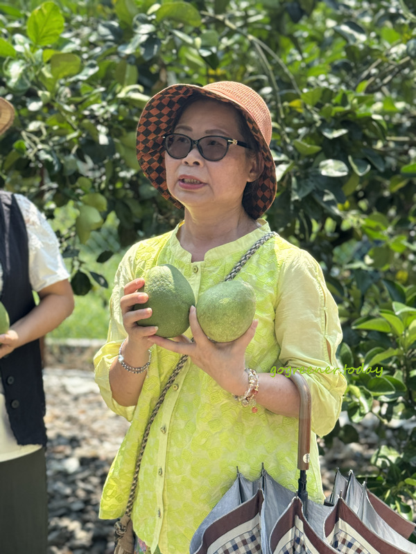 宜蘭冬山找茶小旅行_灶的多元宇宙_幸福柚子鄉村民宿_採柚子 宜蘭冬山找茶小旅行_灶的多元宇宙_幸福柚子鄉村民宿_採柚子